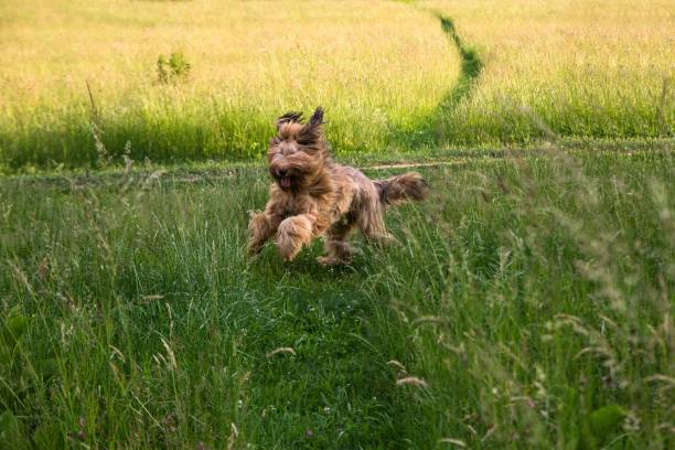 istock Cheerful hairy briard runs on meadow. 1483523554
