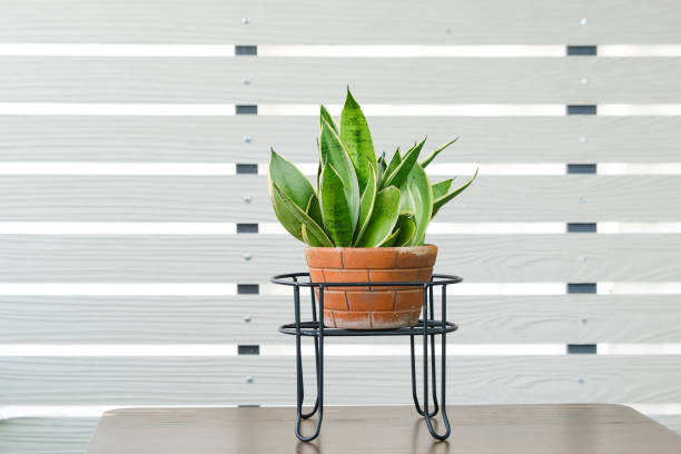 istock Snake plant or Bowstring Hemp, Devil Tongue (Sansevieria trifasciata) in clay pot on white pattern wall background, on wooden table. Small evergreen houseplant for modern home decor interior design 1483524312