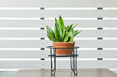 Snake plant or Bowstring Hemp, Devil Tongue (Sansevieria trifasciata) in clay pot on white pattern wall background, on wooden table. Small evergreen houseplant for modern home decor interior design