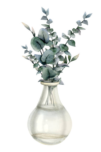 illustrations, cliparts, dessins animés et icônes de aquarelle au bouquet de branches d’eucalyptus dans une illustration de vase en verre transparent. clipart de décoration intérieure dessinée à la main isolé sur fond blanc. conception de vie écologique et durable - arbre de jade