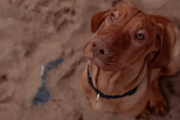 Devoted Gaze of a Cute Red Puppy