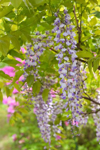 istock Wisteria trellis Flowers in Full Bloom 1483530944