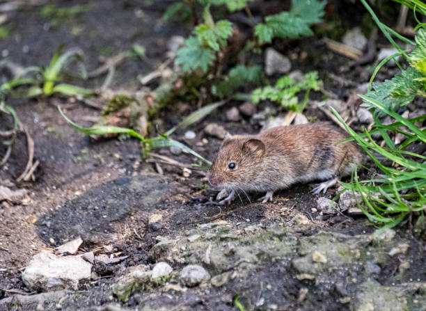 istock Bank Vole Emerging from Hiding to Feed. In the Wild. 1483531150
