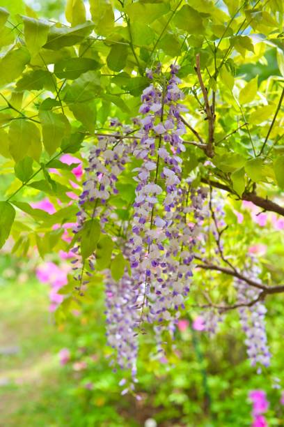 istock Wisteria trellis Flowers in Full Bloom 1483531261