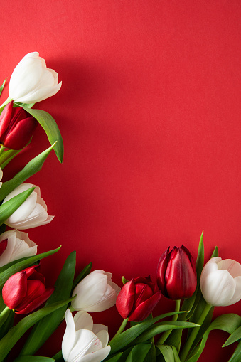 Mother’s Day and Valentine’s Day concept with tulips on red background