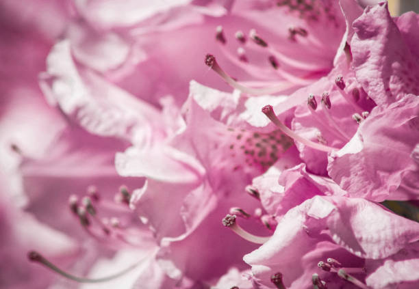a close up of a flowering plant