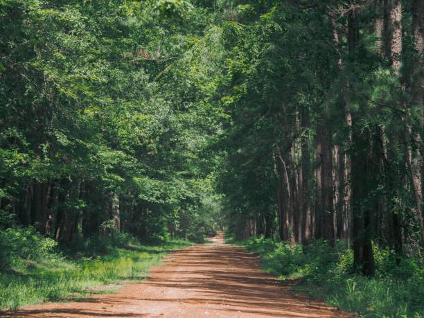 istock Dusty dirt road winding through a lush forest of trees 1483532414