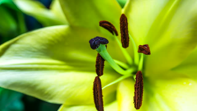 T/L Time-lapse of lily flower blooming