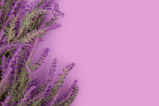 Branches of blooming lavender lie on a purple table