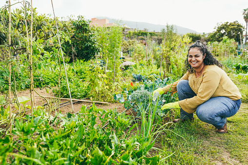 Indian woman working at her organic vegetables garden outdoor - Local food and sustainability concept