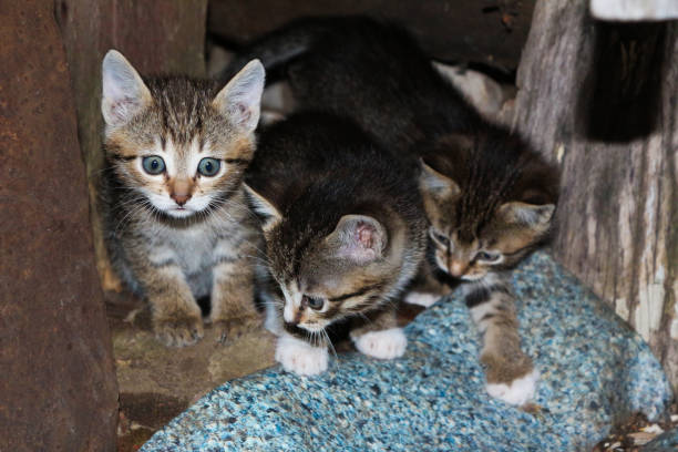 istock kittens on the street 1483542043