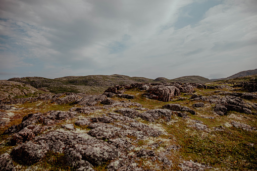 Nature of tundra mountains, moss and berries and rocks.