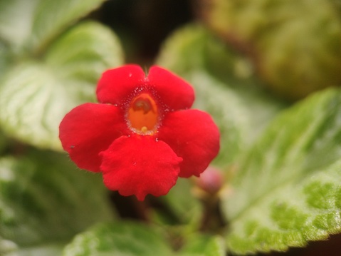 outdoors, selective focus in front, macro of a plant whose flowers are bright red, velvety, contrasting inside, this flower is called kohleria, it really likes shady yards,