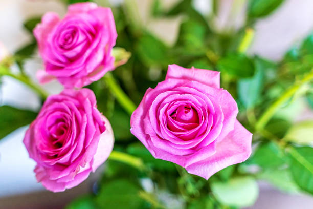 Free Stock Photo of Three Pink Roses | Download Free Images and Free ...
