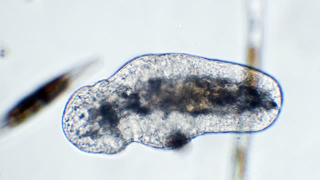 Planaria under the microscope