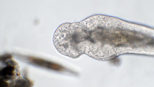 Planaria under the microscope