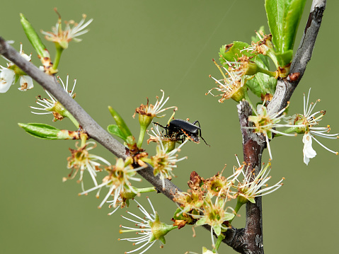 Insects on a branch of white blooming flowers in an orchard in springtime