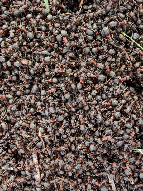 Ants nest. Fire ants crawling on the ant hill. Close up or macro shot of ants working on ground. Forest ant workers crawling on giant anthill. Hundreds of fire ants swarm their mound ant colony swarm of insects pest stock pictures, royalty-free photos & images