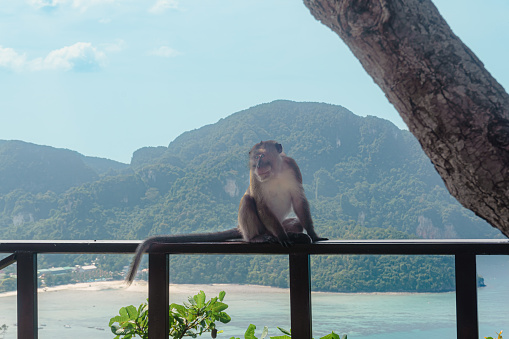 Macaca fascicularis sitting on a fenc with Koh Phi Phi Don island in the backgrouund. Male crab-eating macaque in Thailand