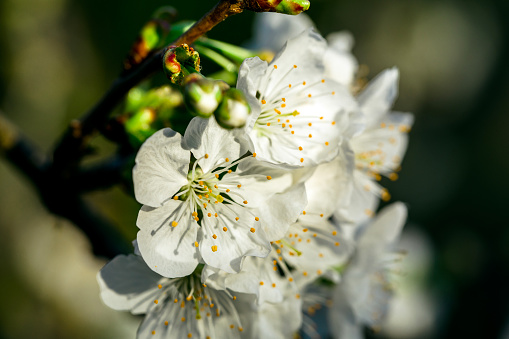 closeup of a beautiful Apple tree flower during spring in South Tyrol backlit from the sun