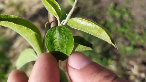 Young pear tree, leaves affected by the disease. High quality photo