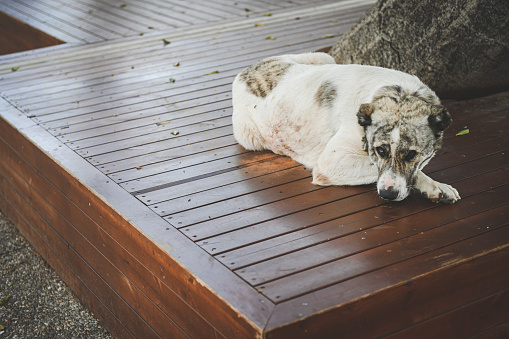 stray dog resting in the park