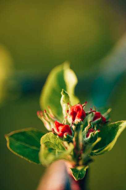 rinascita, primavera, bocciolo di fiore rosso - petal bud plant agriculture foto e immagini stock