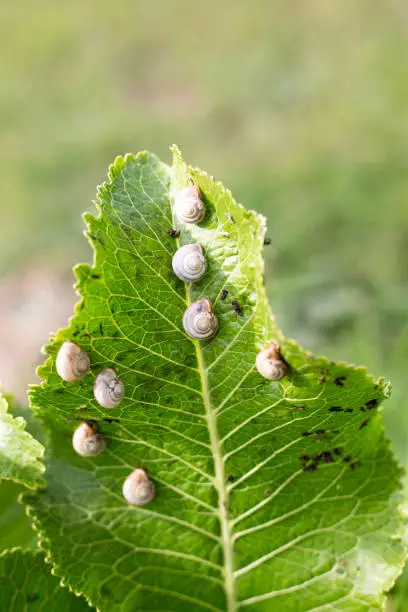 Photo of small snails on a green horseradish leaf in the garden. Invertebrate pests of crops
