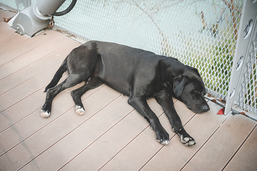 stray dog resting in the park