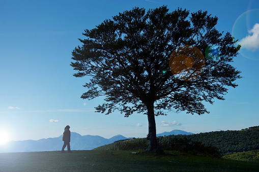 Girl and beech tree silhouette at sunrise, dreamy nature, sustainability concept