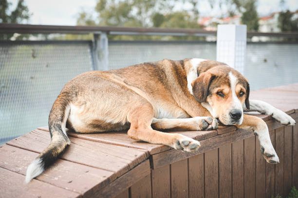 istock stray dog resting in the park 1483553181