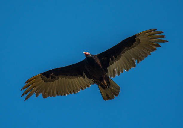 istock Turkey Vulture Against a Blue Sky 1483553203