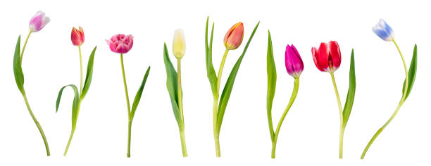 istock Single tulip flowers collection, set isolated on transparent white background 1483553242