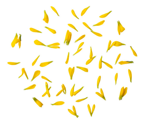 istock Yellow flower petals isolated on transparent white background 1483553332