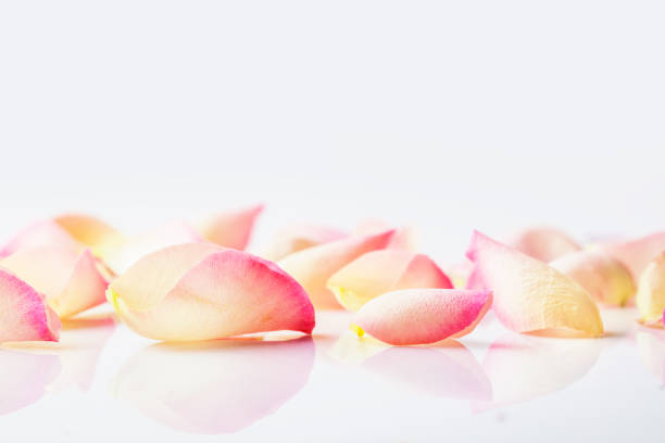 Macro photography of a rose