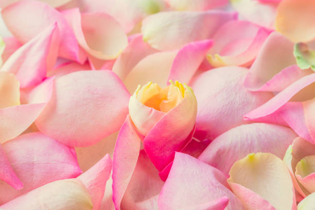 Close-up of a bouquet of roses in the garden