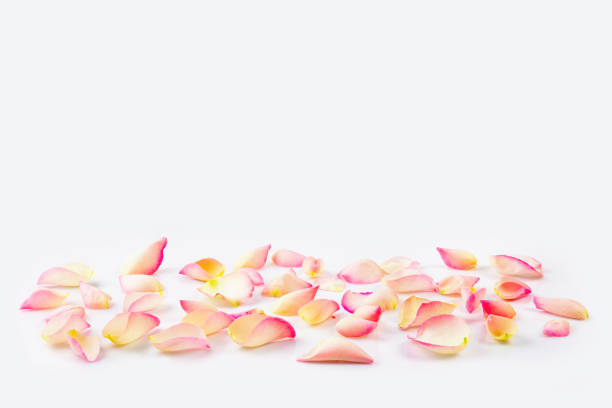 Flower petals close-up on white background with copy-space.