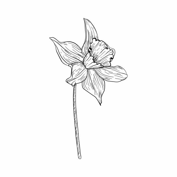 istock Hand drawing tulips. Mother's day. Botanical line drawing 1483555144