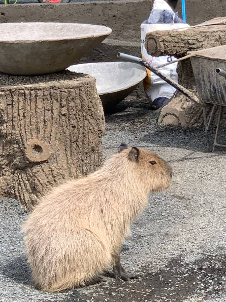 istock Capybara Masbro Sitting and Calm 1483555633