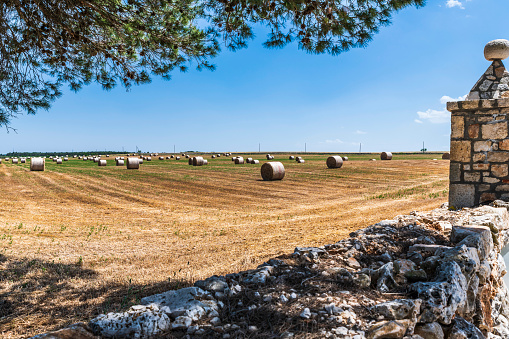 Locorotondo and Altamura. Historical towns of Puglia. Among white stones, sun, olive trees and wheat fields