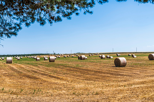 Hay bales on the agricultural field after harvest on a sunny summer day.