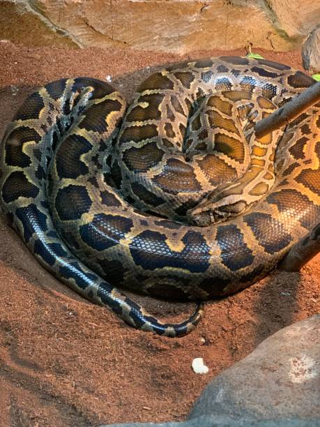 Angolan Python Head Shape 70+ Fotos, Bilder und lizenzfreie Bilder zu Angolapython Fotos - iStock