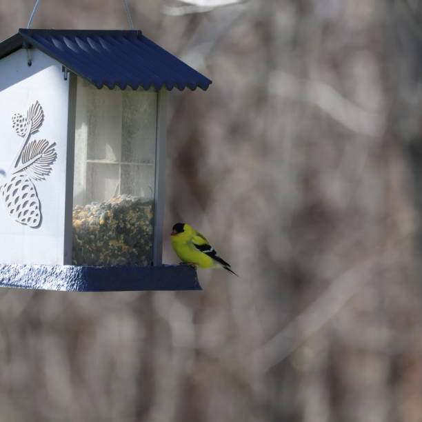 istock American Goldfinch 1483556404
