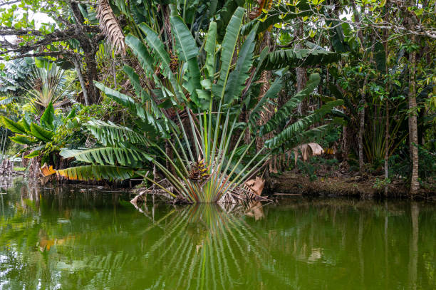 palmera viajera (ravenala madagascariensis) con reflejo en aguas tranquilas - water rainforest frond tropical climate fotografías e imágenes de stock