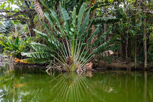 Traveller's palm tree (ravenala madagascariensis) with reflection in still water, Mauritius