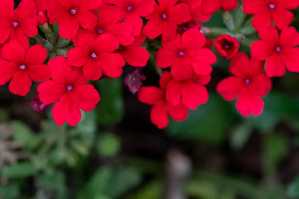 red flowers garden background