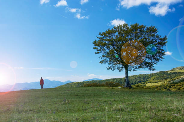 Girl and beech tree silhouette at sunrise, dreamy nature, sustainability concept