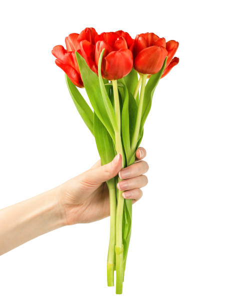 female hand holds out a bouquet with tulips on a white isolated background
