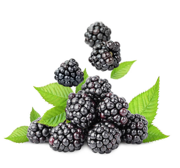istock bunch of blackberries 1483559390
