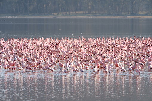 Flock of pink flamingos at Lake Nakuru in Kenya, Africa, in selective focus